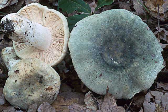 Russula virescens